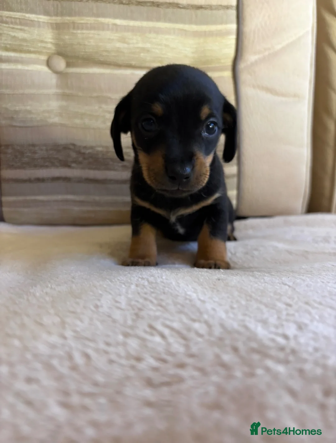 Jackshund dogs for sale: 4 jackrussel x dachshund puppy’s  in King's Lynn - Advert 5