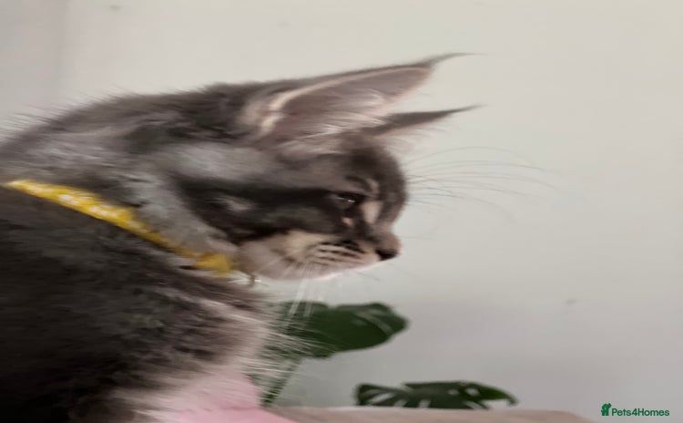 Maine Coon cats - Advert 16