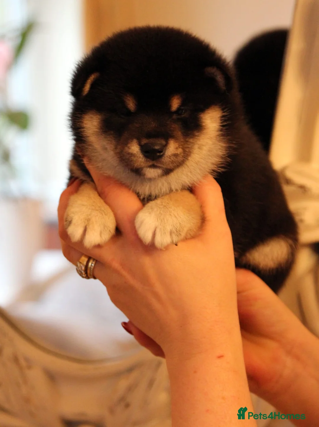 Japanese Shiba Inu dogs for sale: “KC Shiba Inu Puppies – Champion Bloodlines ❤️🏆” - Advert 3