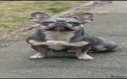 French Bulldog dogs for stud: French Bulldog For stud! KC Registered  in Chester - Image 1