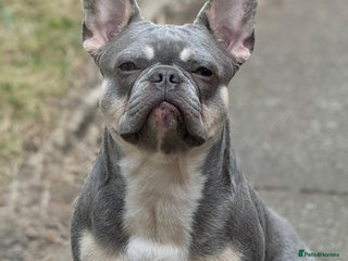 French Bulldog dogs in Chester - Advert 22