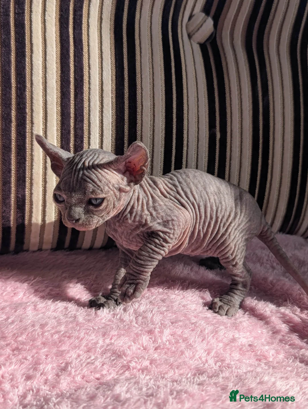 Sphynx cats for sale: Ready for reservation  - Advert 35