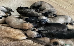 Belgian Shepherd Dog dogs for sale: 🐾 Belgian Malinois x Dutch Herder Puppies 🐾 - Image 3