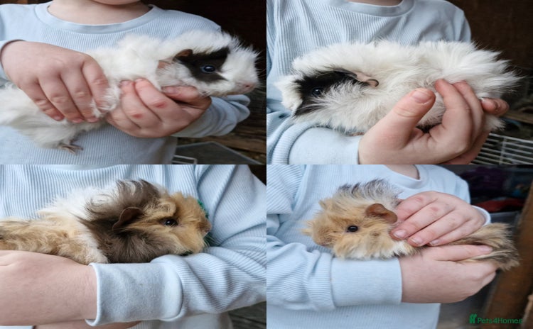 Guinea Pig rodents - Advert 2