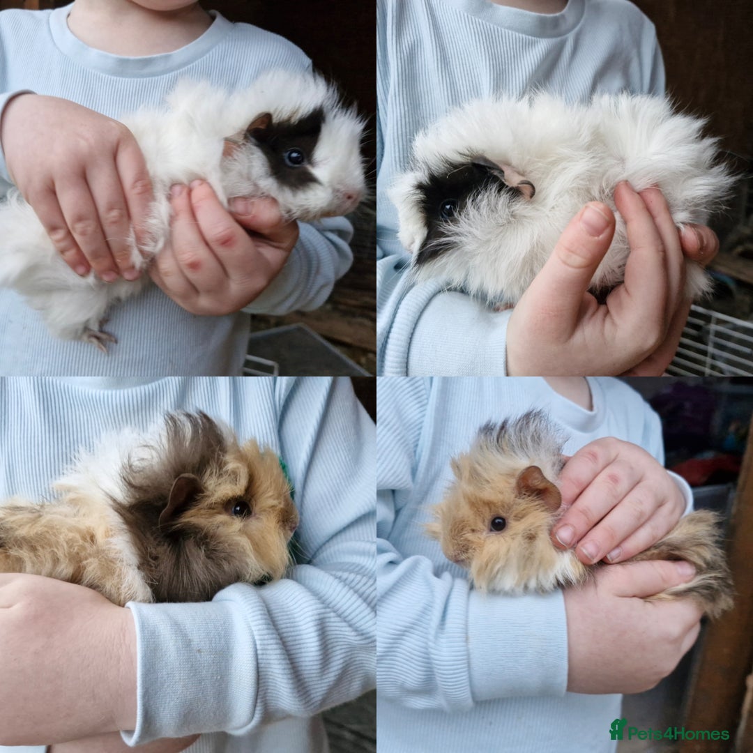 Guinea Pig rodents for sale: Pair of male baby guinea pigs - Image 1