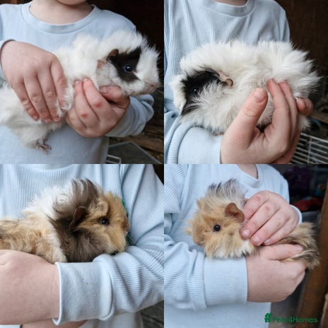 Guinea Pig rodents - Advert 2