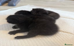 Domestic Shorthair cats for sale: 3 male kittens  - Image 4