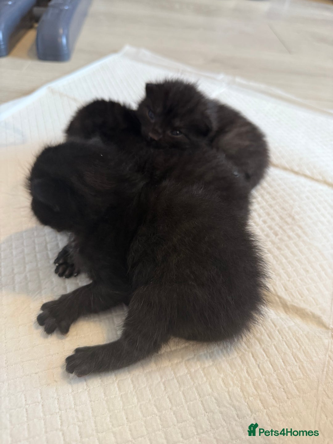 Domestic Shorthair cats for sale: 3 male kittens  - Image 4