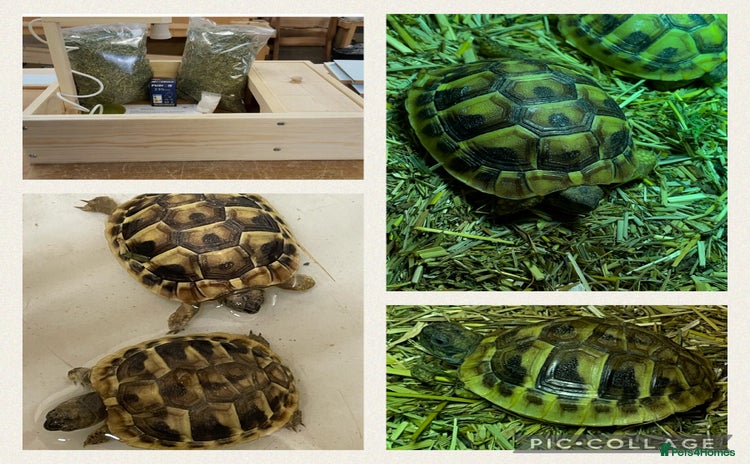 Hermann Tortoise reptiles - Advert 12