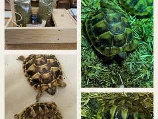Hermann Tortoise reptiles - Advert 23