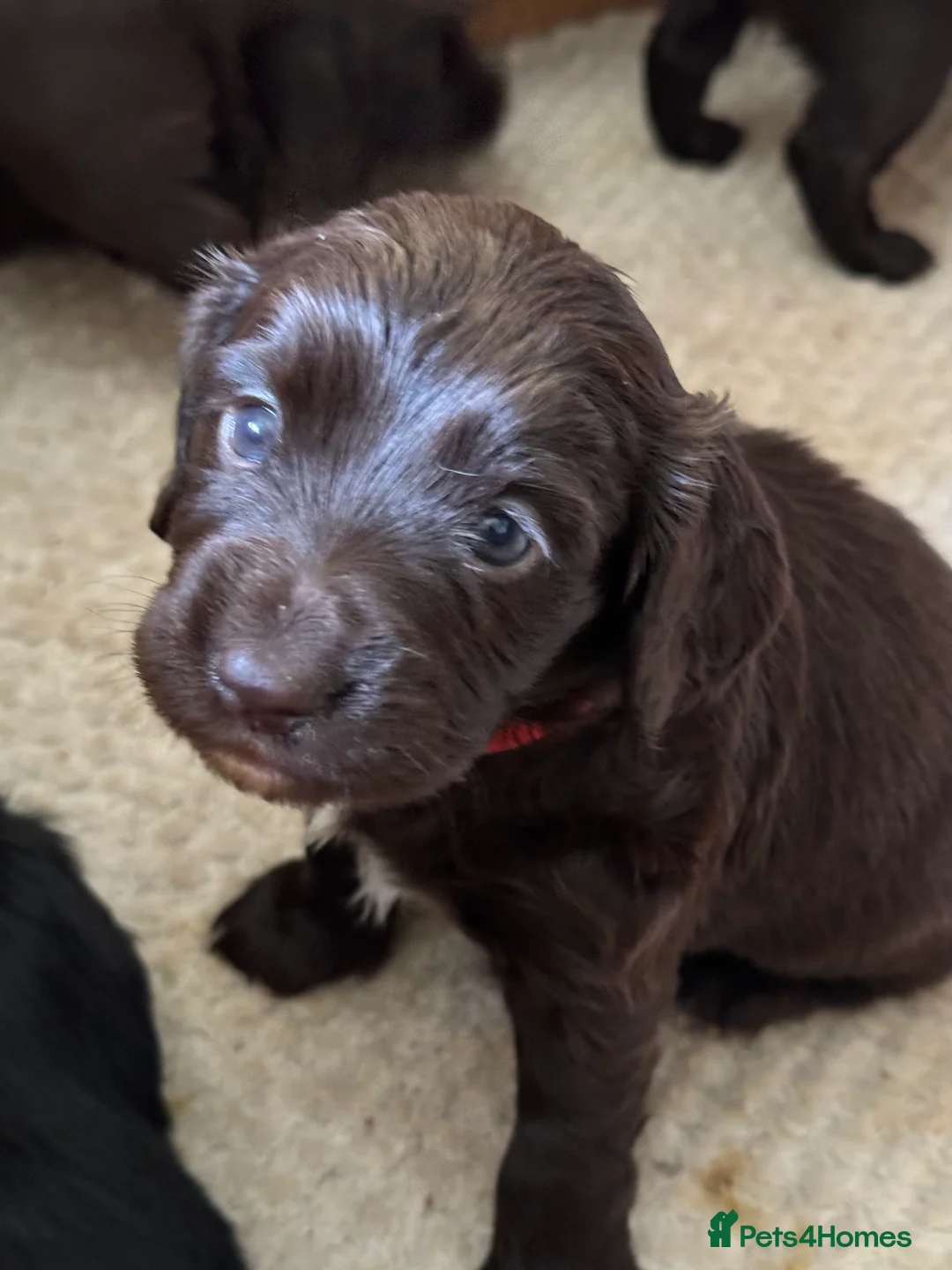 Cocker Spaniel dogs for sale: KC Cocker spaniel puppies chocolate brown - Advert 5