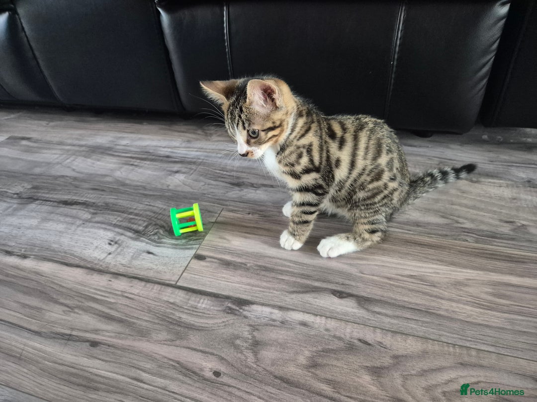 Bengal cats for sale: URGENR KITTEN FOR SALE - Image 1