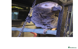 Parrots birds for sale: African Grey Parrot  - Image 2