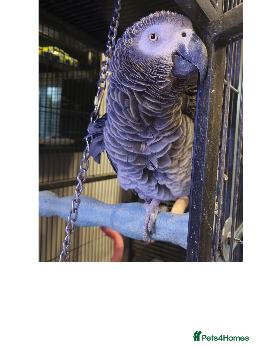 Parrots birds for sale: African Grey Parrot  - Image 2