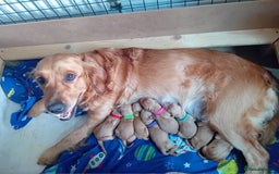 Golden Retriever dogs for sale: Waiting list closed in Nottingham - Image 5