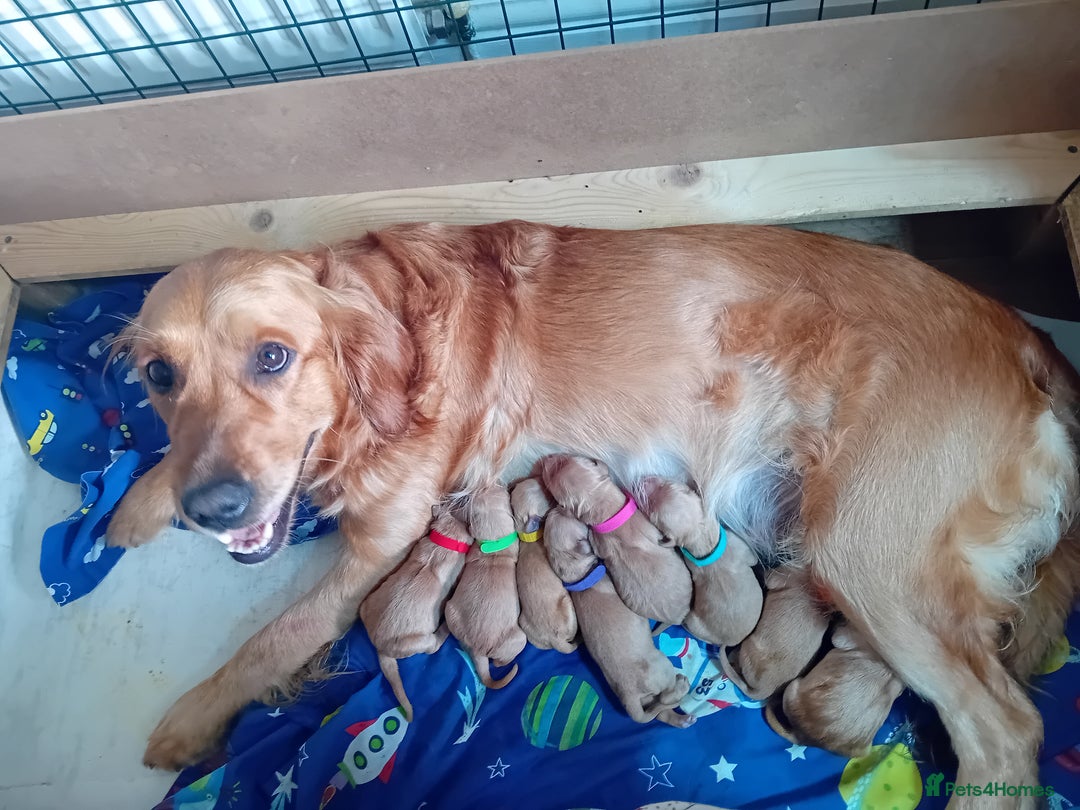 Golden Retriever dogs for sale: Waiting list closed in Nottingham - Image 5
