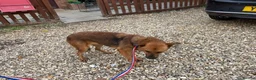 Mixed Breed dogs for adoption: Roca - Norwich Norfolk  - Advert 8