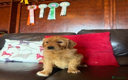 Golden Retriever dogs for sale: Chunky red golden retriever puppies  - Image 6