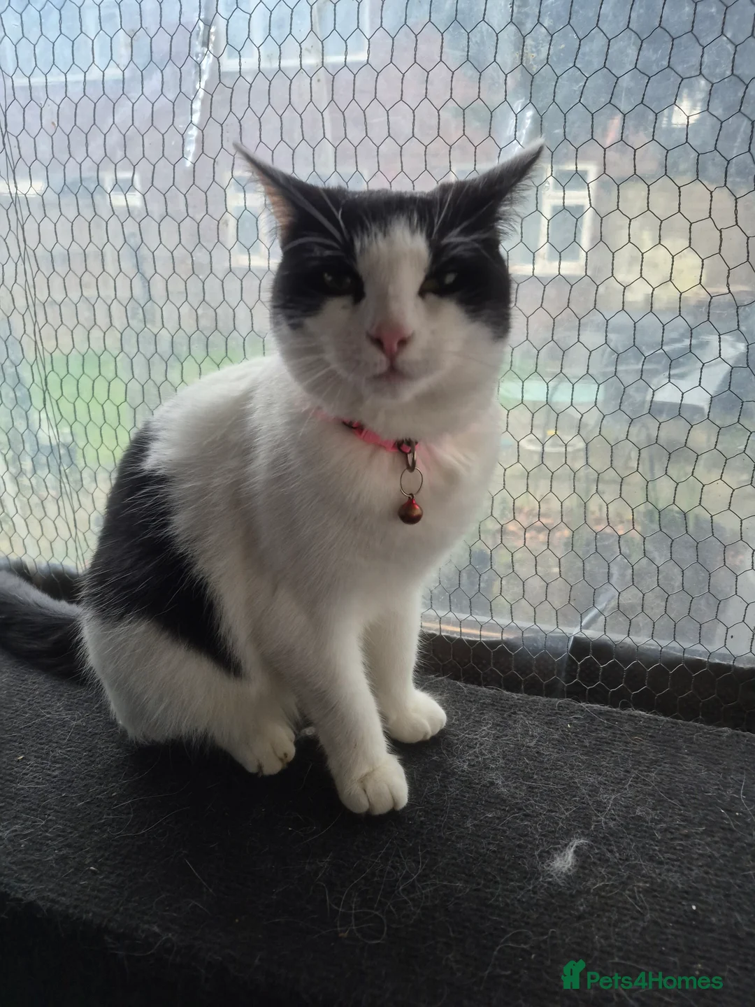 Mixed Breed cats for sale: Tinkerbell  - Advert 1