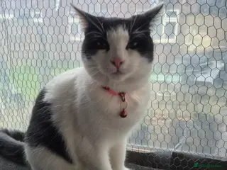 Mixed Breed cats Tinkerbell - Advert 10