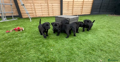 Cane Corso dogs - Advert 10