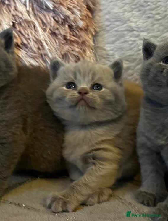 British Shorthair cats for sale: Gorgeous BSH female kittens for sale - Advert 11