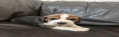 Beagle Puppy 3