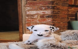 Dalmatian dogs for sale: Beautiful KC Registered Dalmatian Litter - Image 3