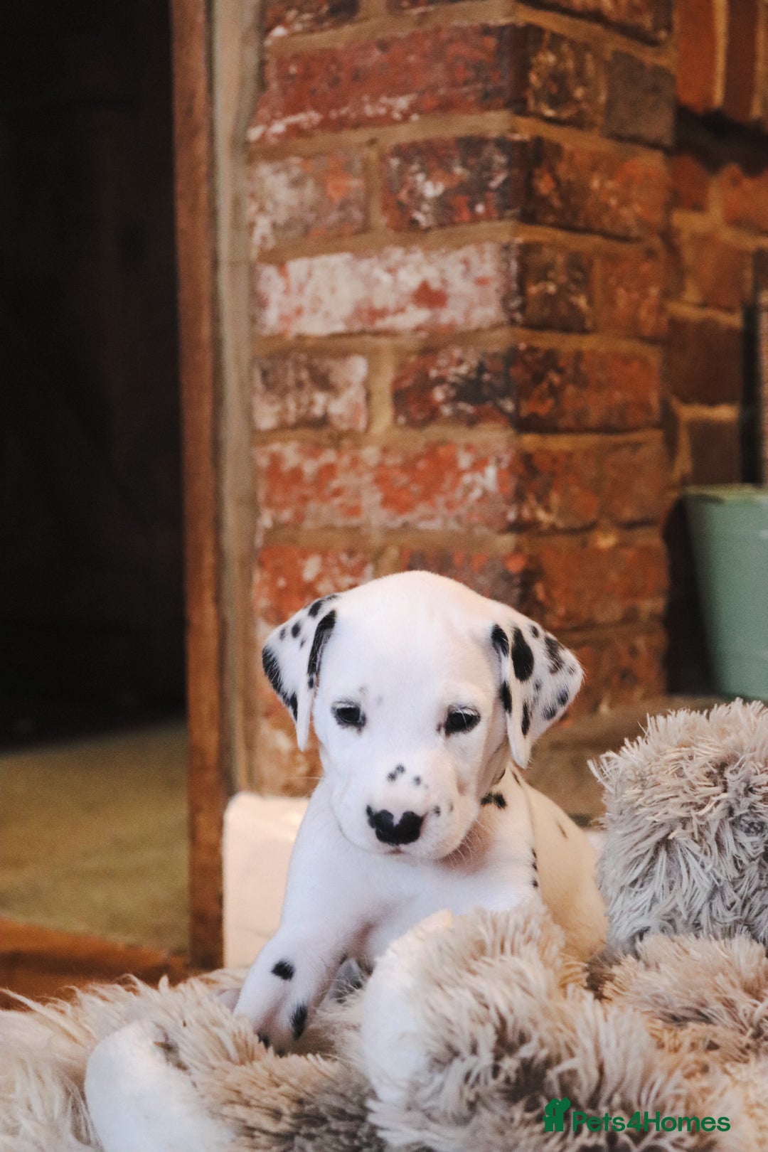 Dalmatian dogs for sale: Beautiful KC Registered Dalmatian Litter - Image 3