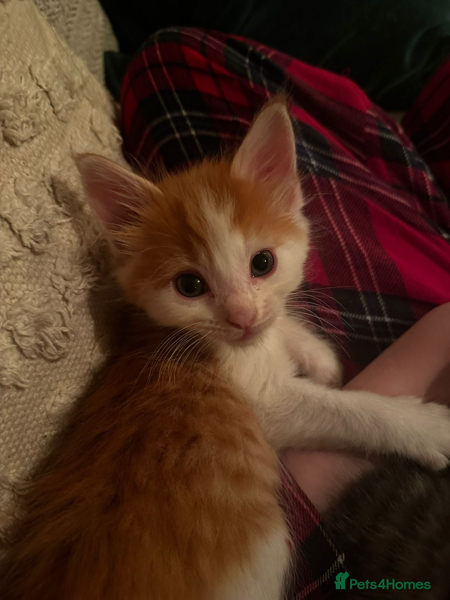 Maine Coon cats *JUST 2 LEFT* Maine Coon cross kittens - Advert 15