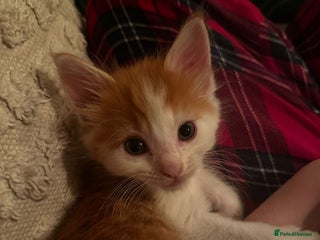 Maine Coon cats *JUST 2 LEFT* Maine Coon cross kittens - Advert 15