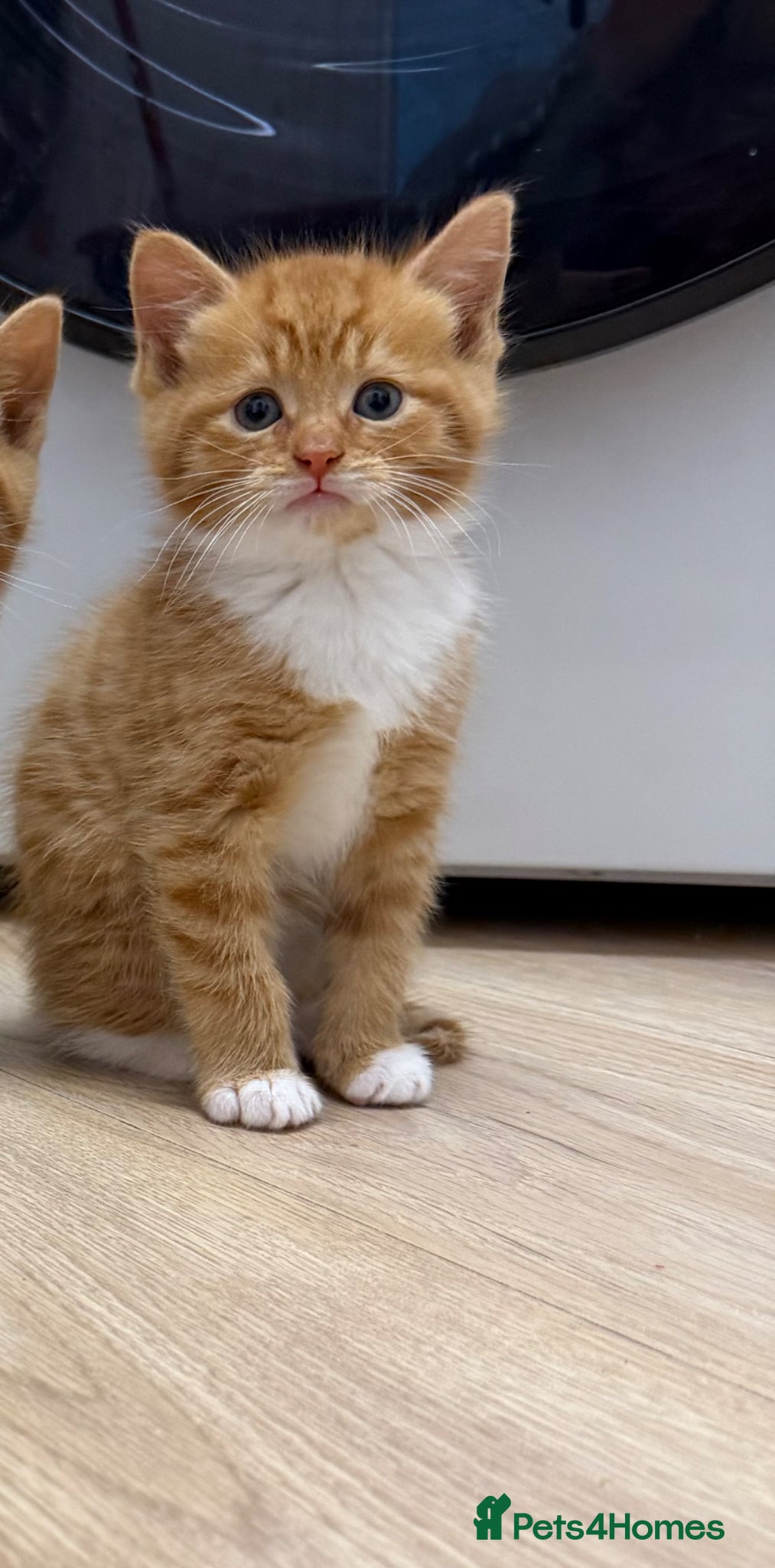 Mixed Breed cats Kittens one ginger boy remaining  - Advert 6