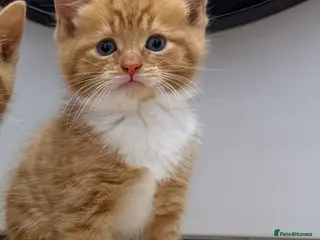 Mixed Breed cats Kittens one ginger boy remaining - Advert 2