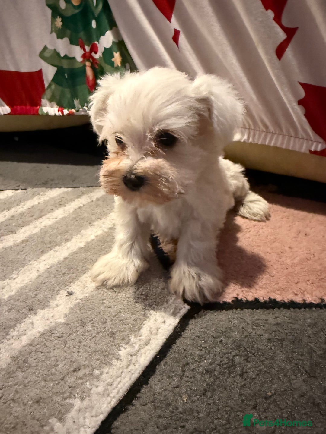 Miniature Schnauzer dogs for sale: Miniature schnauzer girl puppy available - Advert 3