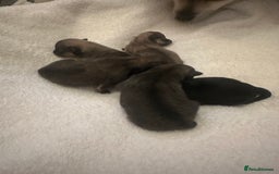 Pomeranian dogs for sale: Pomeranian puppy’s for sale - Advert 8