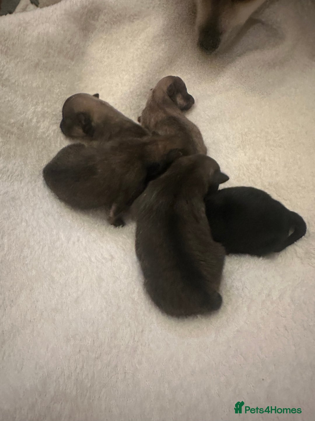 Pomeranian dogs for sale: Pomeranian puppy’s for sale - Advert 8