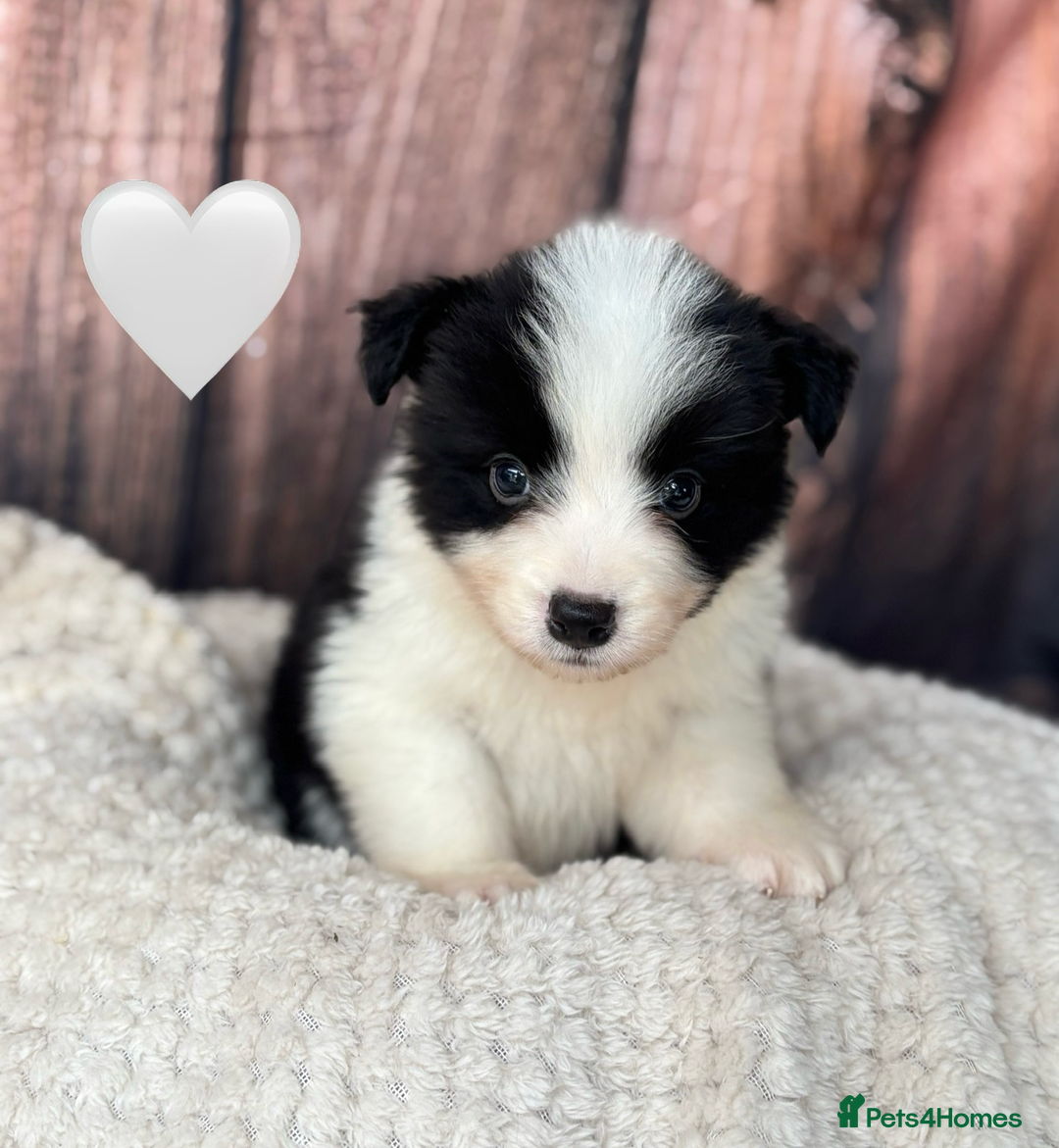 Border Collie dogs for sale: Quality Show Line KC Border Collie Males💙 - Image 4