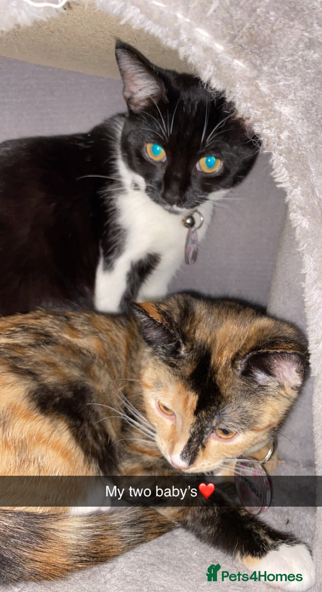 Mixed Breed cats for sale: Loving Indoor Cats Looking for a New Home 🐾 - Advert 2
