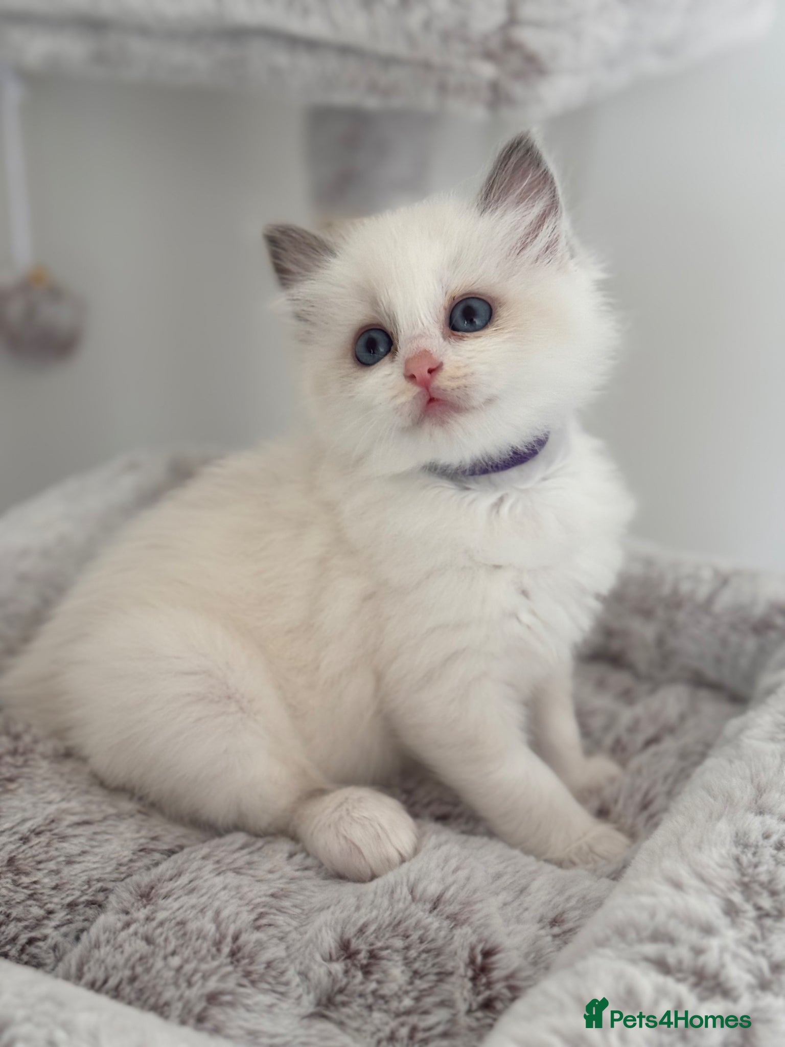 Ragdoll cats Stunning Bi-Colour Ragdoll Kittens – 7 Available   - Advert 2