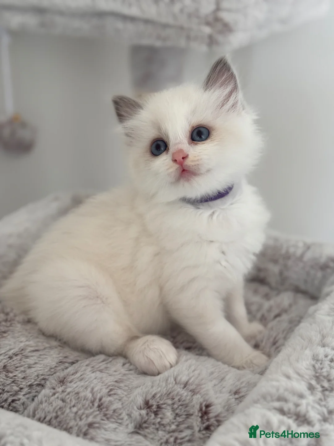 Ragdoll cats for sale: Stunning Bi-Colour Ragdoll Kittens – 7 Available   - Advert 2