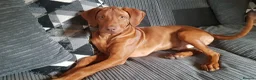 Rhodesian Ridgeback dogs for stud: European champion grandson stud - Advert 5