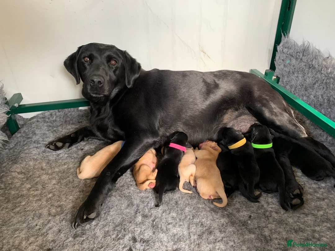 Labrador Retriever dogs for stud: Fully health Tested Labrador, Carrying Fox Red in Tewkesbury - Advert 14