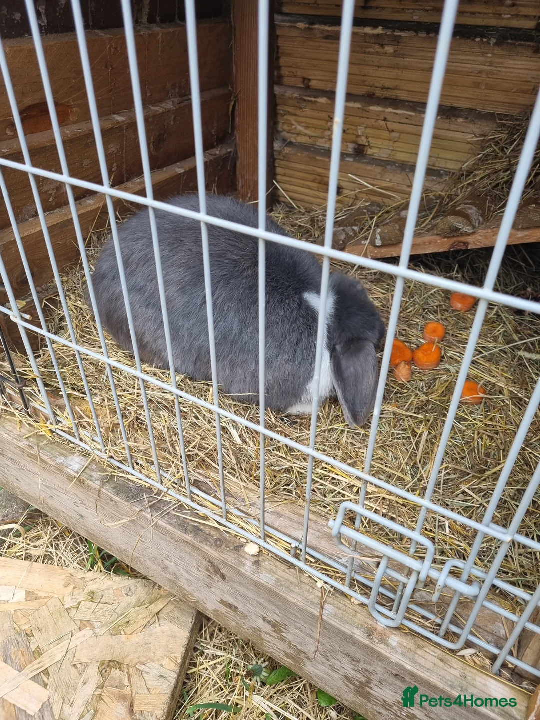 Mixed Breed rabbits for sale: Dwarf boy - Advert 3