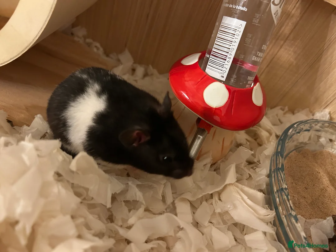 Hamster rodents for sale: Syrian hamster  - Advert 3