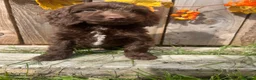 Sproodle dogs for sale: Beautiful F1  Sproodle Chocolate  Puppies Boys ! - Advert 23