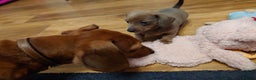 Miniature Dachshund dogs for sale: Beautiful girl, miniature dachshund  - Advert 4