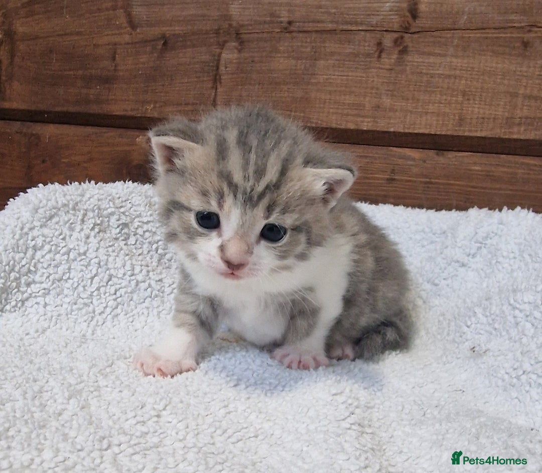 Mixed Breed cats for sale: 3 Gorgeous Kittens - Advert 1