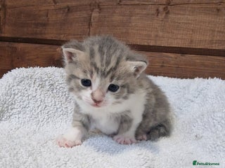 Mixed Breed cats 3 Gorgeous Kittens - Advert 1