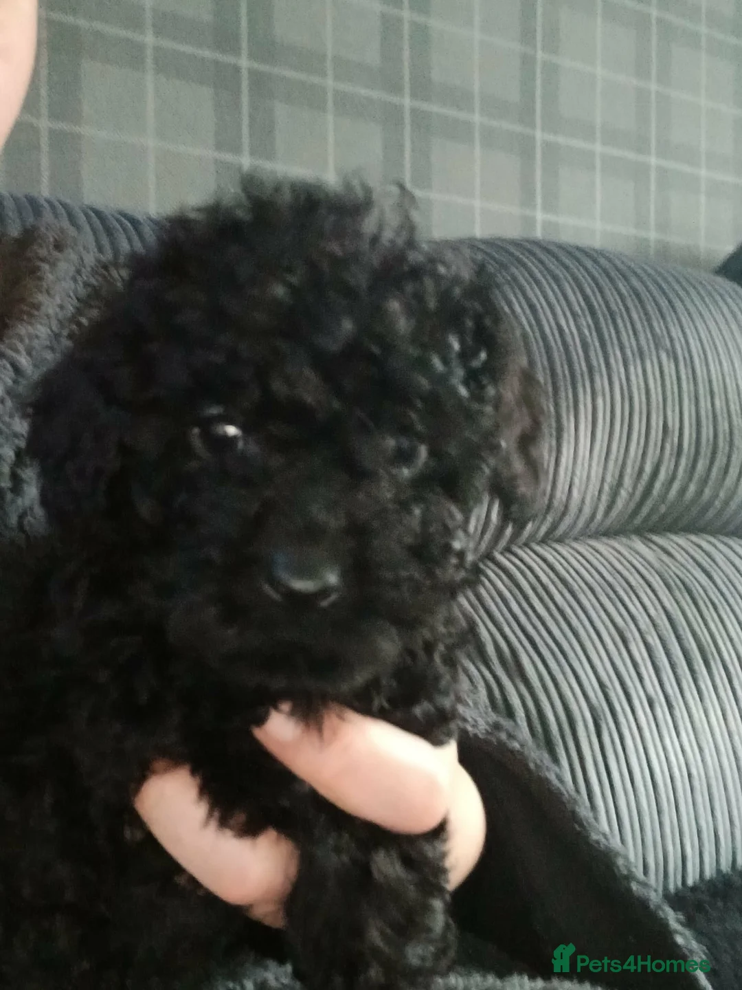 Cockapoo dogs for sale: f1b miniature cockapoos  - Advert 3