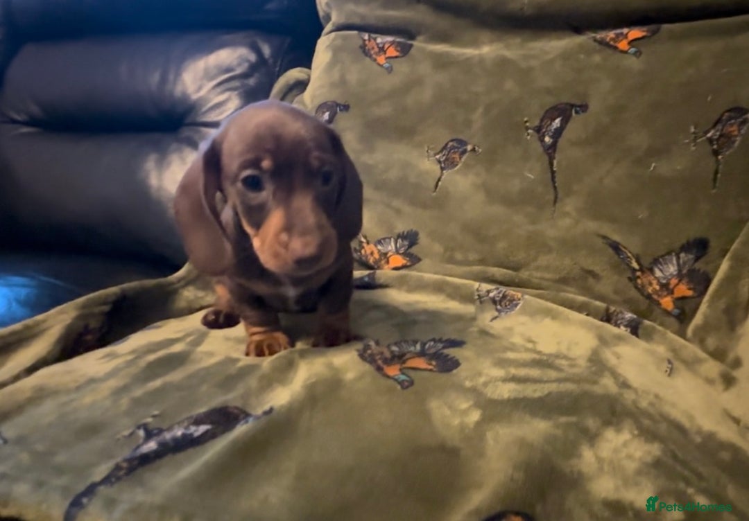 Miniature Dachshund dogs for sale: Kc registered Miniature dachshund puppies  - Image 9